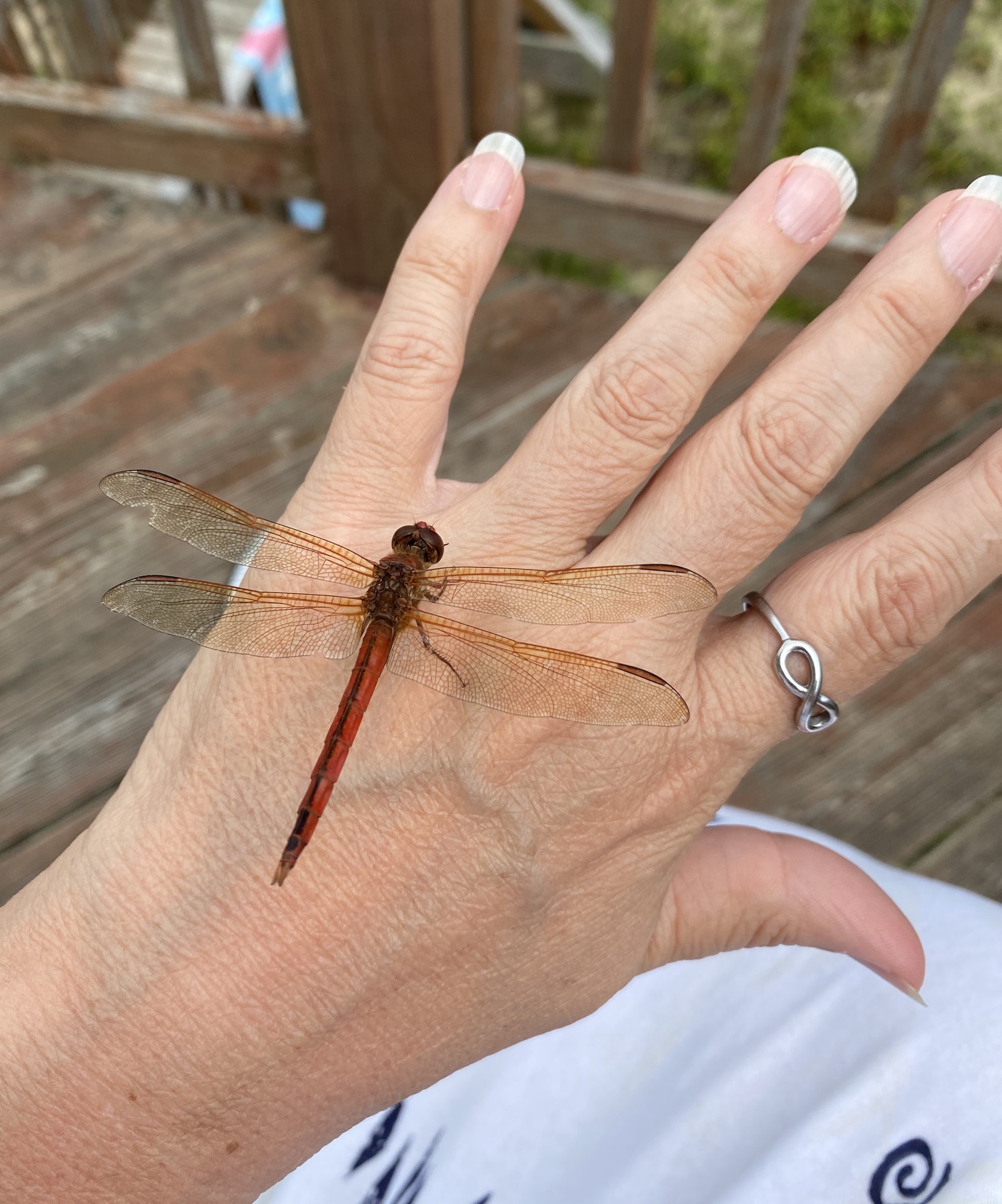 Dragonflies